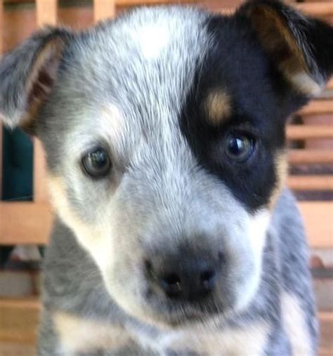 And to act as a guide for judges. Australian Cattle Dog Puppies For Sale | Cincinnati, OH #140440