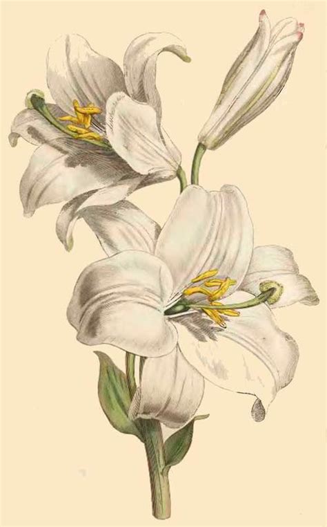 Joseph is the patron saint of the dying because, assuming he died before jesus' public life, he died with jesus and some statues of joseph show his staff topped with flowers. 278. Lilium Candidum. White Lily