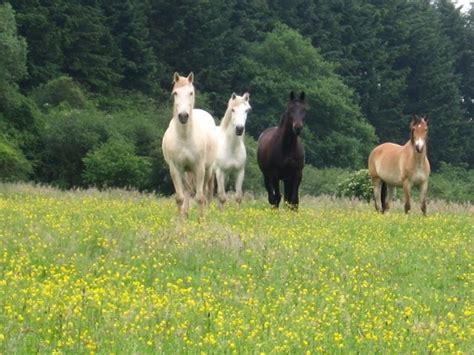 Résultats en direct de formule 1. photo de cheval dans un pre - Photos de nature