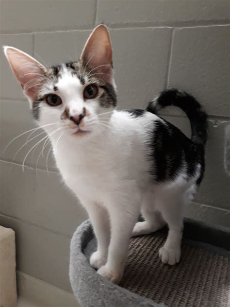 As simple as the eboy haircut might look from the outside, growing out and parting your hair isn't the only requirement it takes to achieve the. Cougar - Female Domestic Short Hair Cat in VIC - PetRescue