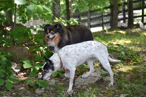 Bonded pairs are a debated topic in the rescue world. Bonded Pairs - House with a Heart