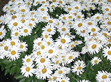 You won't have to pamper your montauk daisies. Hello USA: montauk daisy