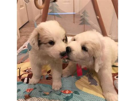 Golden retriever stud dog service. 7 weeks purebred Great Pyrenees puppies for sale in Las ...