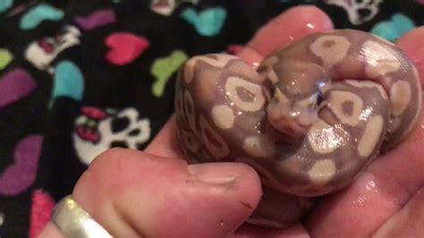 If you ever want your ball python to crawl to you when called, you'll obviously need to pick out a good name. Banana ball python min after hatching - YouTube