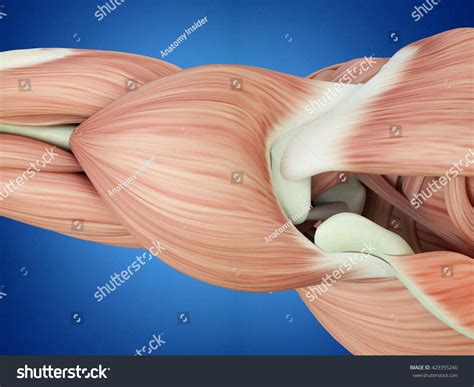 In the diagrams below, when you see muscle names that are the same color, it means they are an antagonistic pair and should not be both drawn note also less bulky shoulders and a waist that's less thin. Human Shoulder Anatomy . Human Shoulder Anatomy Human Anatomy Shoulder Muscles Deltoid Top Stock ...