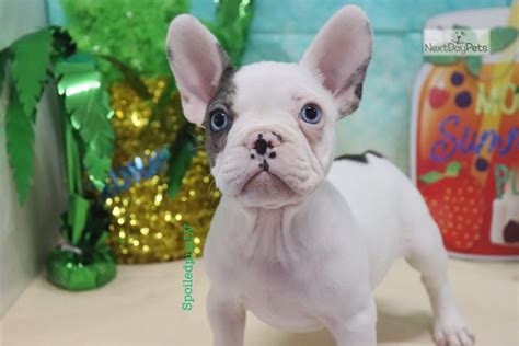 A puppy can complete your family, whether it's a family of one or six. Diamond: French Bulldog puppy for sale near Las Vegas ...