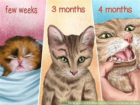 Age to neuter a cat: What Age Do Cats Have Kittens - Food Ideas