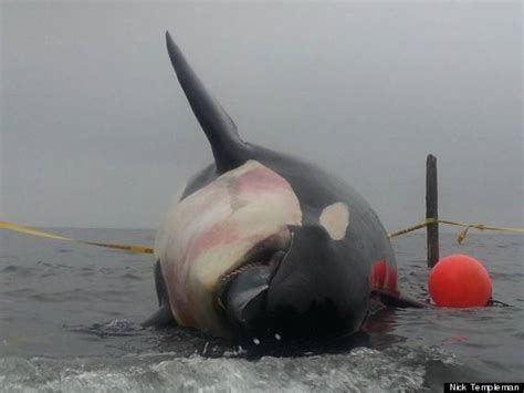 When keiko was captured, he was. Teeth Stolen From Dead, Pregnant Orca On Vancouver Island