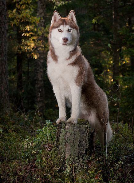 And you will have a chance to be featured on our page. Copper from siberianhuskylover | Husky dogs, Dogs ...