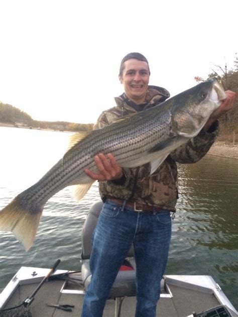 Known for its quality striped bass fishery. 25+ pound striper out of Beaver Lake Arkansas on top water ...