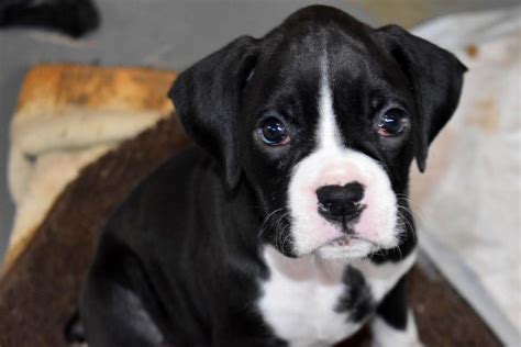 Become your dog's pack leader and be able to take your dog. Boxer Puppies For Sale | San Jose, CA #272021 | Petzlover