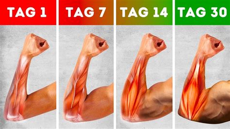 Täglich 9-Minuten Training zu Hause für starke Arme und ...