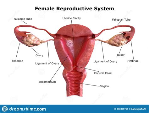 The uterus, also commonly known as the womb, is a hollow muscular organ of the female reproductive system that is responsible for the development of the embryo and fetus during pregnancy. Female Reproductive System Diagram Labeled Front View ...