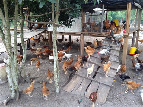 Adakah anda berminat untuk menceburi ternakan ayam daging secara komersial? Ayam Kampung RM3 Seekor