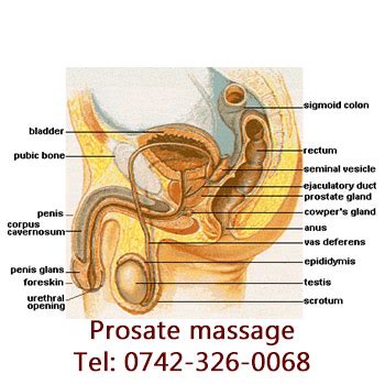 The prostate_milking community on reddit. Erotic Prostate Massage In London - LSM Erotic Sensual ...