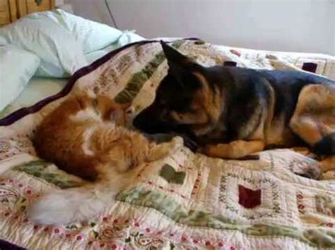 Browse and share popular german shepherd gifs from 2021 on gfycat. Missing cat reunites with German Shepherd - YouTube