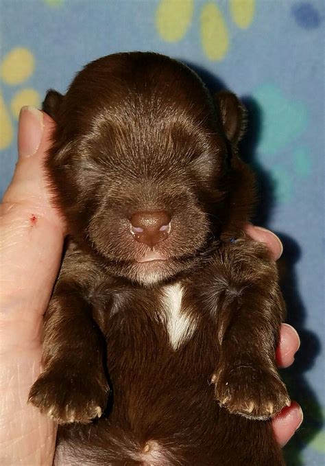 So these should be small … "Tracker" Paw Patrol Litter Chocolate Havanese Male Austin ...