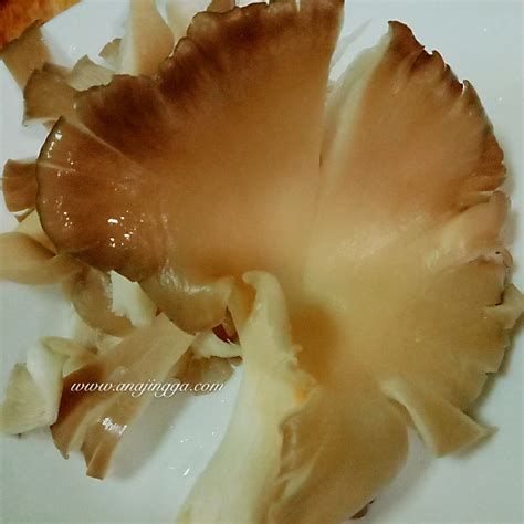 Jenis cendawan ini berbentuk seakan kipas yang bersaiz 5 hingga 10 milimeter. Jenis-jenis cendawan yang boleh di makan