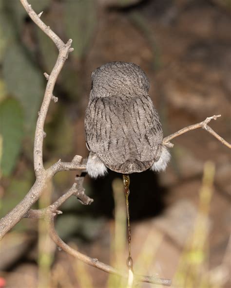 Skin irritation can occur in some people and eye irritation is expected to occur if splashed in the eyes. Western Screech Owl: Season 2, Chapter 3