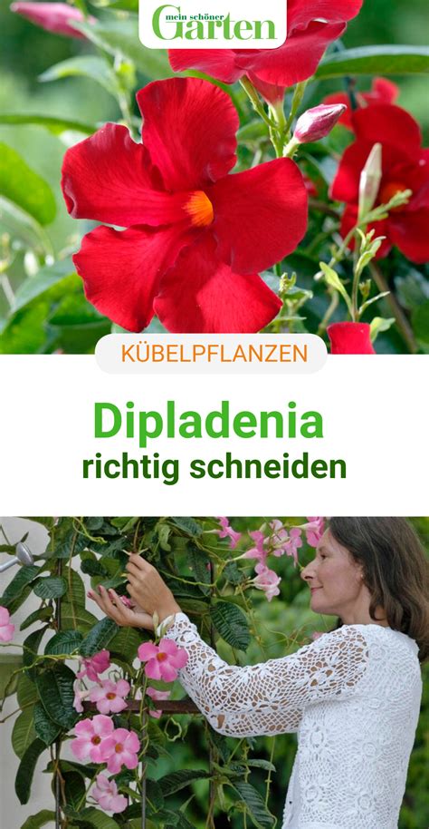 Ballhortensien und rispenhortensien, die ihre knospen erst im laufe des frühlings bilden, werden besser im herbst umgepflanzt. Dipladenia schneiden: So klappt der Rückschnitt | Blumen ...