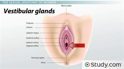 Experts say it will improve your health and help you have better sex. Human Sexual Anatomy & Physiology: Major Features ...