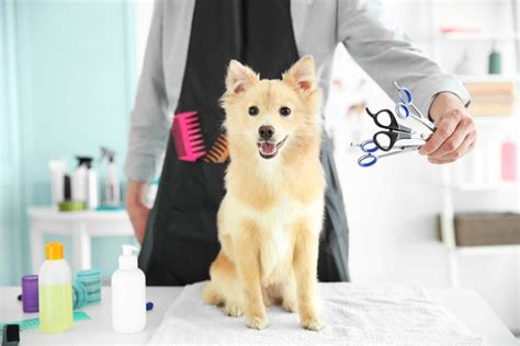 Training programs for hypnotists vary greatly. How to Become a Pet Groomer - Great Jobs In Canada