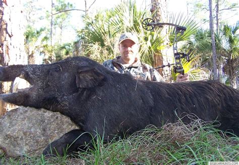 What is the population of wild hogs in florida? Mega Boar Hunting Outfitter - Hog Hunting Trip in Southern ...