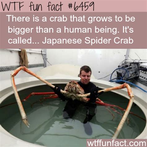 Found in japanese waters as far as 600 metres down. The Japanese Spider Crab - WTF fun facts (With images ...