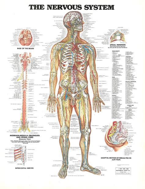 In biology, the nervous system is a highly complex part of an animal that coordinates its actions and sensory information by transmitting signals to and from different parts of its body. Anatomy - Nervous System | SVA Library Picture ...