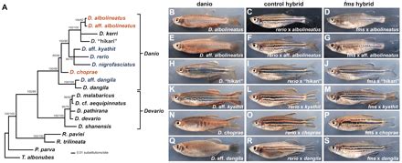 Rinse fillets under running cold and then thoroughly pat dry with paper towels. Evolutionary diversification of pigment pattern in Danio ...