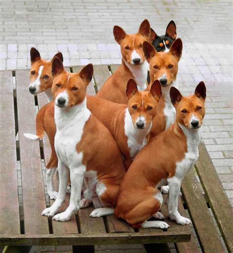 Adresses sur aboiement de chien et collier anti aboiement citronelle, son mp3 aboiement chien, collier anti aboiement décathlon, collier anti aboiement décathlon. Animal Facts: Basenji