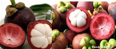 Luar biasa khasiat buah manggis meskipun scara langsung sya belum pernah merasakan khasiat buah yg bentuknya unik dan khas itu. Belajar Memahami Khasiat Buah Manggis Untuk Kesehatan ...