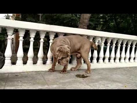 Mastiff dog breed facts and personality traits hill s pet. Simha kennels - Huge Quality Neapolitan mastiff Dogs in ...