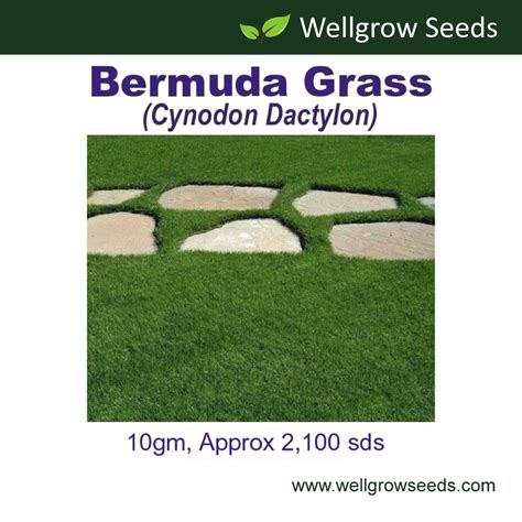 Rumput rumput memberikan beberapa fungsi dalam landskap. Bermuda / Carpet Grass Seeds (10gm) / Biji Benih Rumput ...