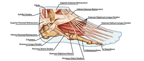 For examples and a much more thorough explanation, take a look at the two wikipedia pages foot muscles and tendons diagram - Google Search | Foot anatomy, Ligaments and tendons, Forearm ...