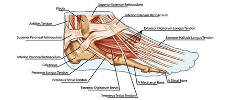 The artist's guide to the. foot muscles and tendons diagram - Google Search ...