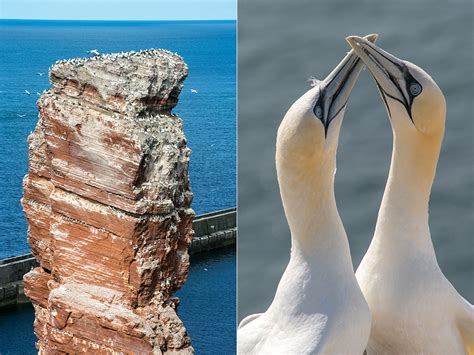 It is full of photographs of waves during storm surges and what damages these can do. 13 tips voor wildlife-fotografie op Helgoland - Photofacts