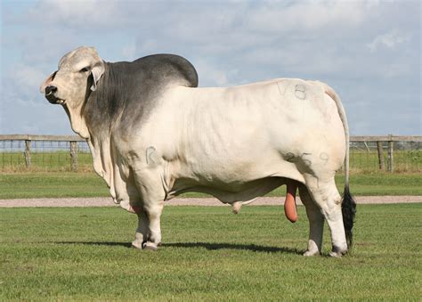 Brahman cattle have a very distinctive appearance with a hump over the shoulders, loose skin under the throat, and large drooping ears; Brahman Cattle Physical Characteristics / Brahman The ...