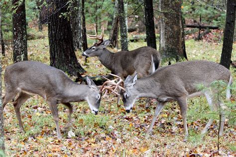 1 to 8 bedroom cabins available. Deer at Cades Cove (With images) | Cades cove, Cades cove ...