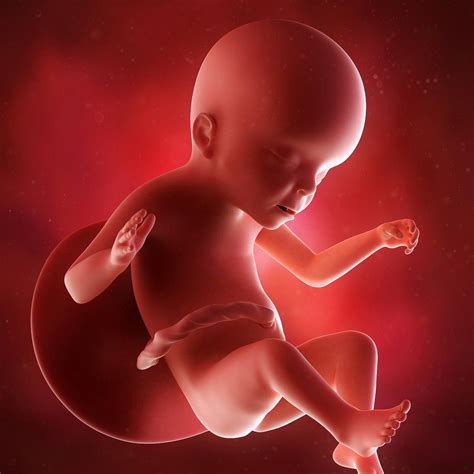 Pregnancy Week 23: Fetal Development, Pregnancy Swelling, Preeclampsia & Blogging | Pregnancy 