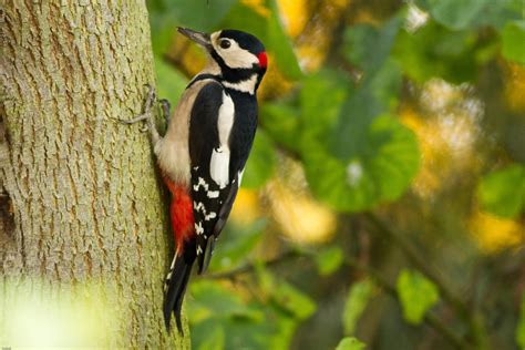 Find the best collection of free passion hd pics and galleries. Pic épeiche - Dictionnaire des Animaux - Diconimoz