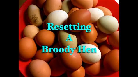 Find 1,076 synonyms for reciting and other similar words that you can use instead based on 8 separate contexts from our thesaurus. Resetting a Broody Hen~ - YouTube