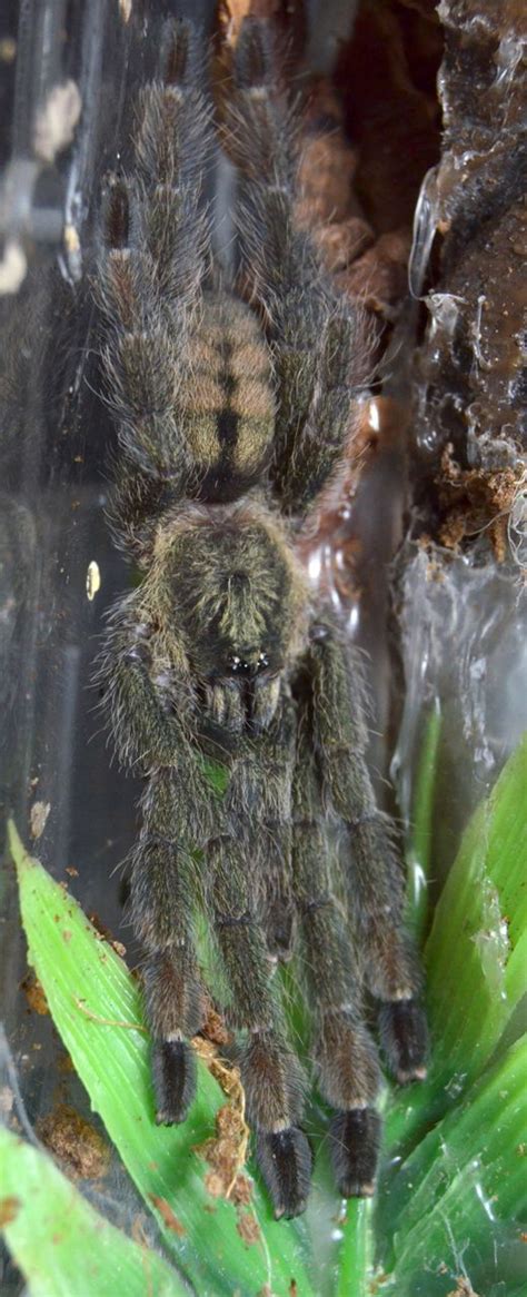 See more ideas about tarantula, trinidad, chevron. Pin on TARANTULA