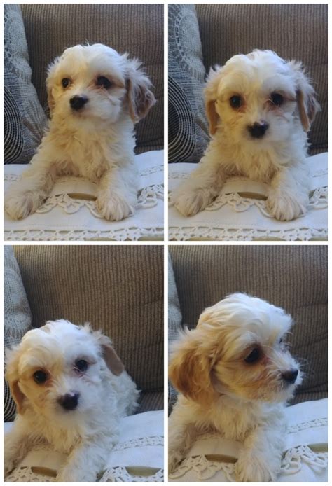 We raise absolutely beautiful cavachon puppies. Cavachon Puppies For Sale | Montezuma, IA #319935