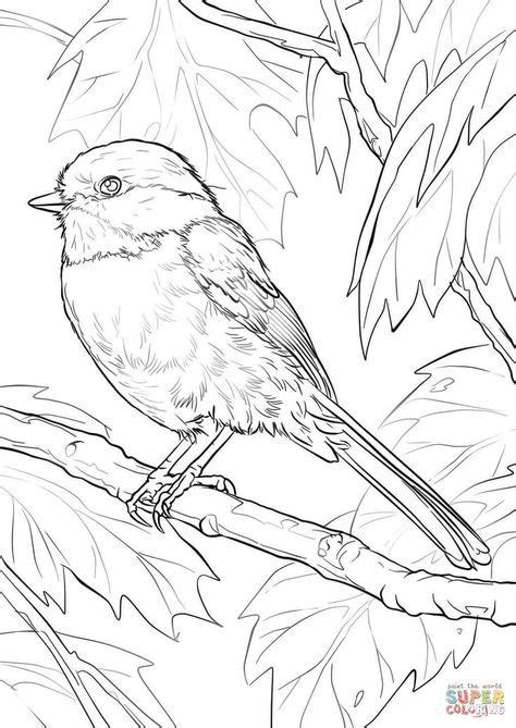 Hello there folks , our newly posted coloringimage which you canuse with is cute black capped chickadee coloring page, listed on chickadeecategory. Black-capped Chickadee coloring page | Free Printable ...