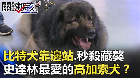 The site owner hides the web page description. 比特犬都要靠邊站… 秒殺藏獒!史達林最愛的巨獸「高加索犬」!？ 關鍵時刻 20180404-2 馬西屏 陳建宏 ...