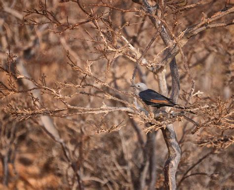 E' quel passaggio da adolescente e donna di mondo che cambia tutto, adesso sa cosa vuole e tutto ciò che vuole lo si può riassumere in una parola: L'isola di Socotra, dove molte piante sono uniche al mondo