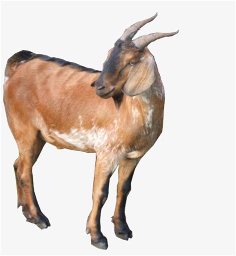 Maybe you would like to learn more about one of these? Gambar Kambing Png