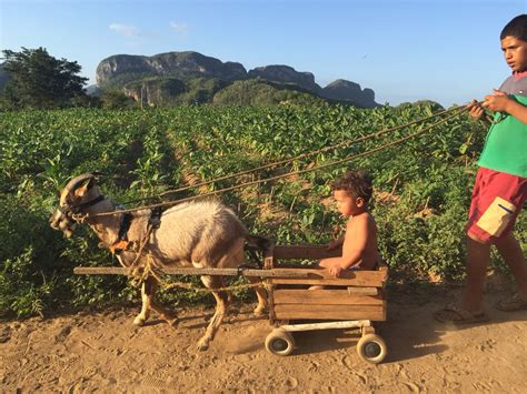 I think if someone despises tobacco so much that they feel the need to say negative things in a thread that is obviously pro tobacco then they can certainly make a separate thread about the dangers of tobacco. Tobacco fields in Vinales, Cuba | Cuba, Animals, Vinales