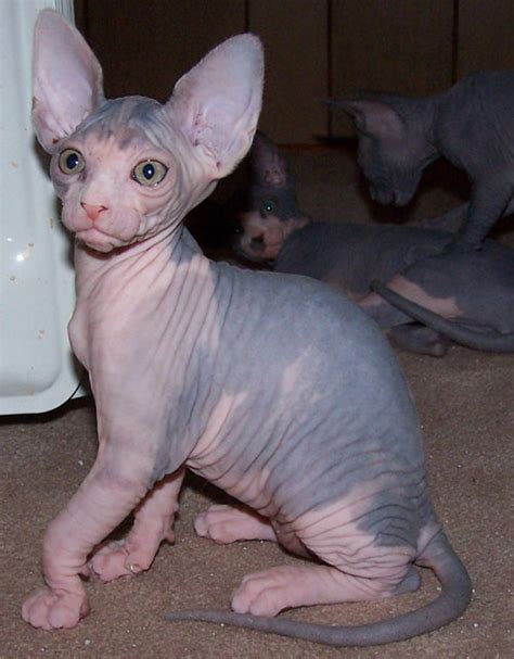It all started in 1960's it appears that the hairlessness trait first came into the spotlight around the turn of the 20th century. Hairless Sphynx Kittens for Adoption .: SPHYNX kittens for ...